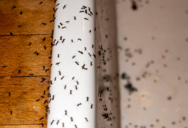 Best Bed Bug Extermination  in West Loch Estate, HI